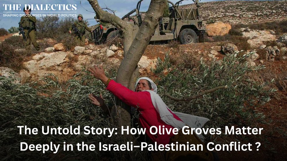 Olive groves politics in palestine and israel